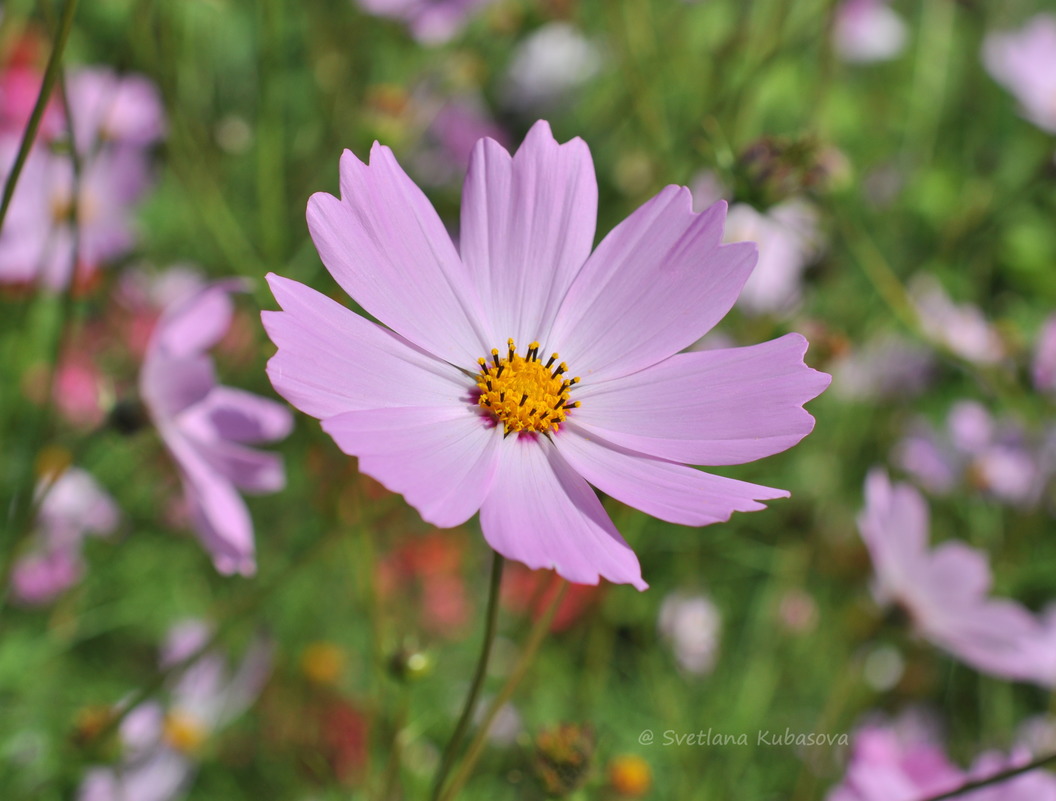 Image of Cosmos bipinnatus specimen.