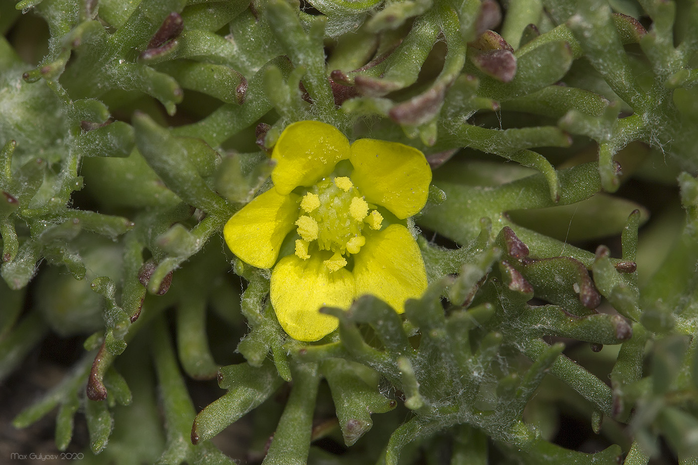 Изображение особи Ceratocephala falcata.