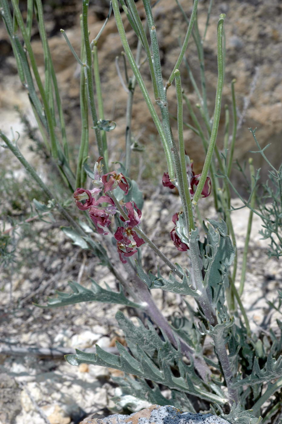 Image of genus Matthiola specimen.