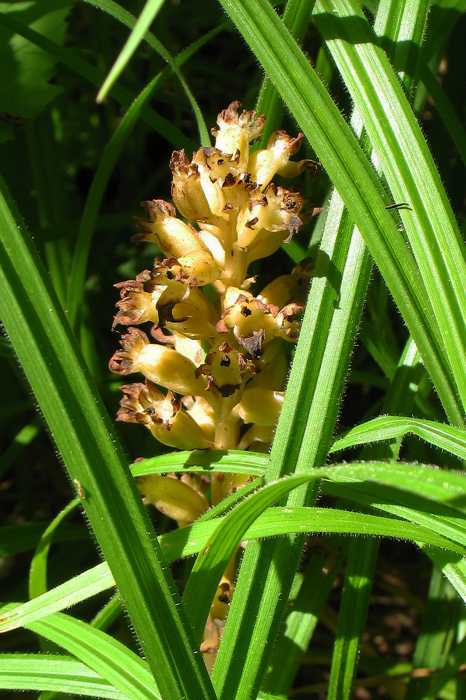 Image of Neottia nidus-avis specimen.