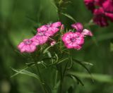 Dianthus barbatus