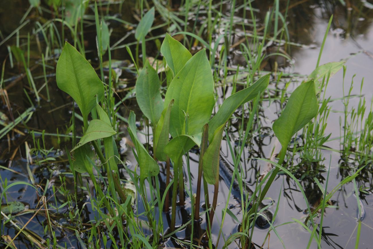 Image of Alisma plantago-aquatica specimen.