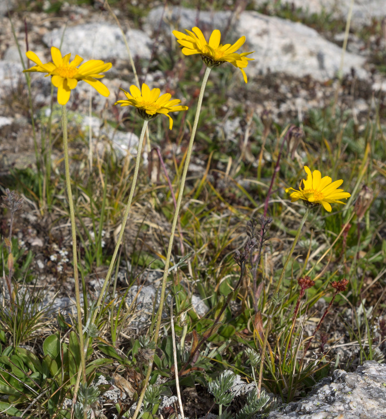 Изображение особи Anthemis marschalliana ssp. pectinata.