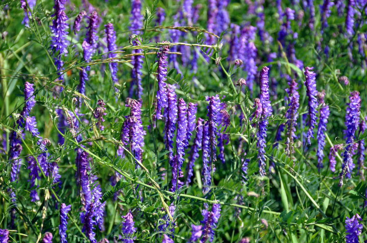 Image of Vicia cracca specimen.