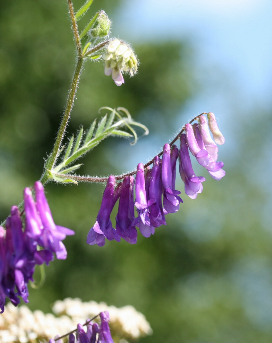 Изображение особи Vicia villosa.