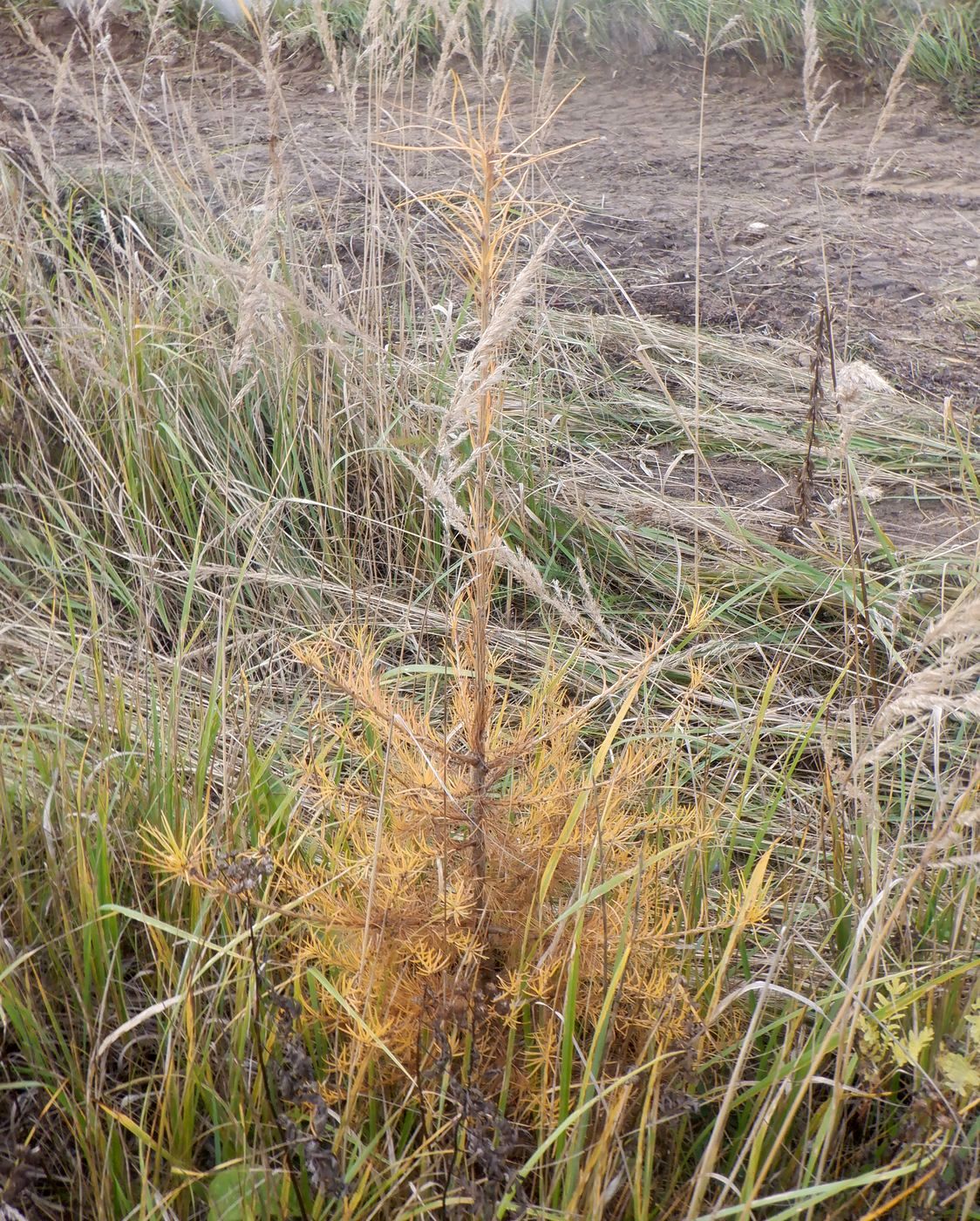 Image of genus Larix specimen.