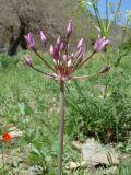 Allium cupuliferum