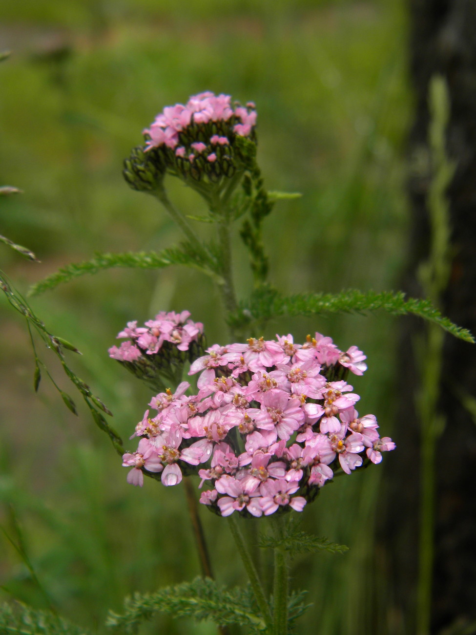 Image of Achillea asiatica specimen.