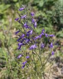 Campanula sibirica. Соцветия. Пермский край, Кунгурский р-н, окр. с. Плехановское, окр. ур. Спасская гора, разнотравный луг на крутом склоне. 05.06.2021.