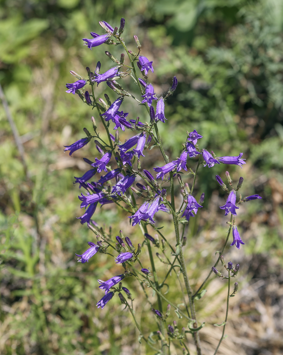 Image of Campanula sibirica specimen.