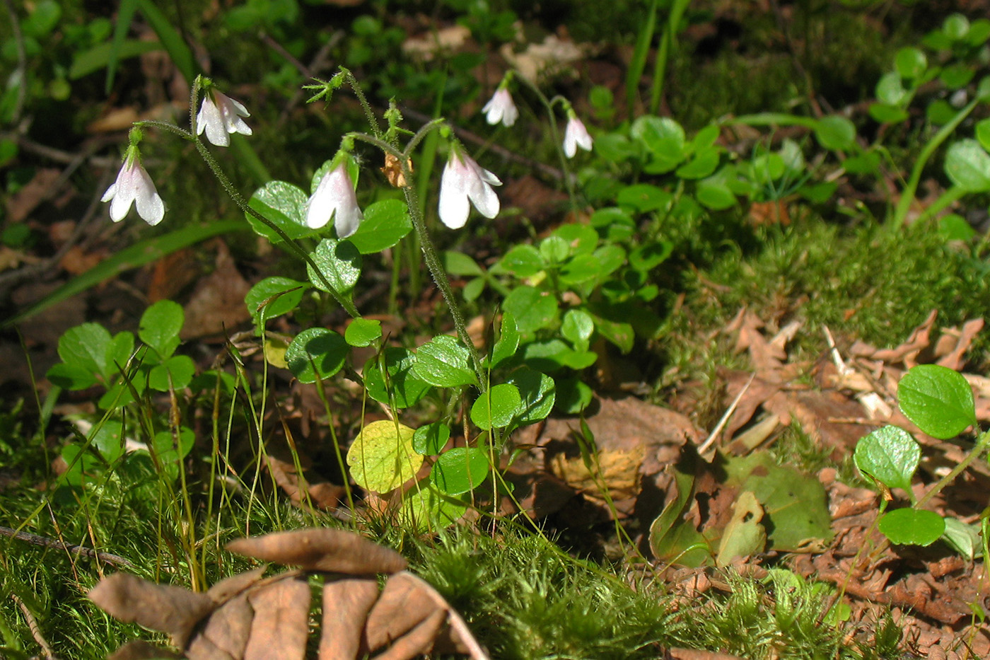 Изображение особи Linnaea borealis.