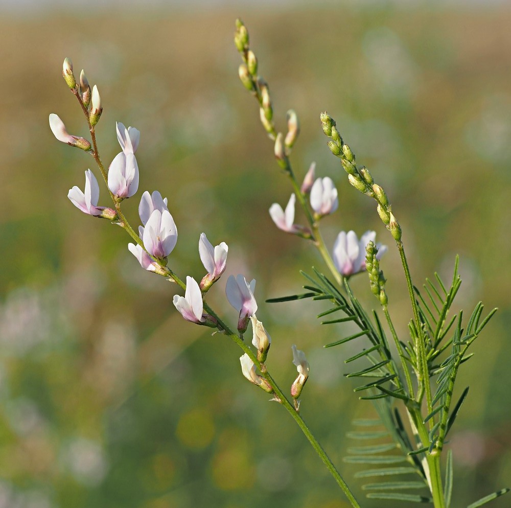 Image of Astragalus sulcatus specimen.