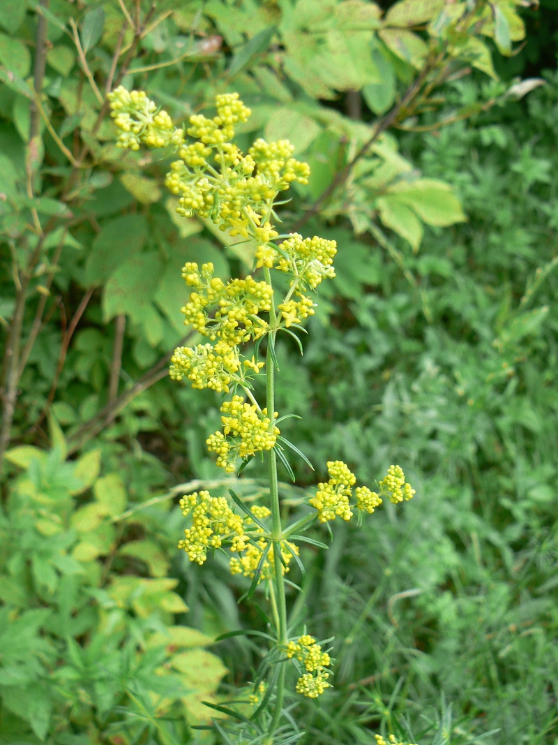 Изображение особи Galium verum.