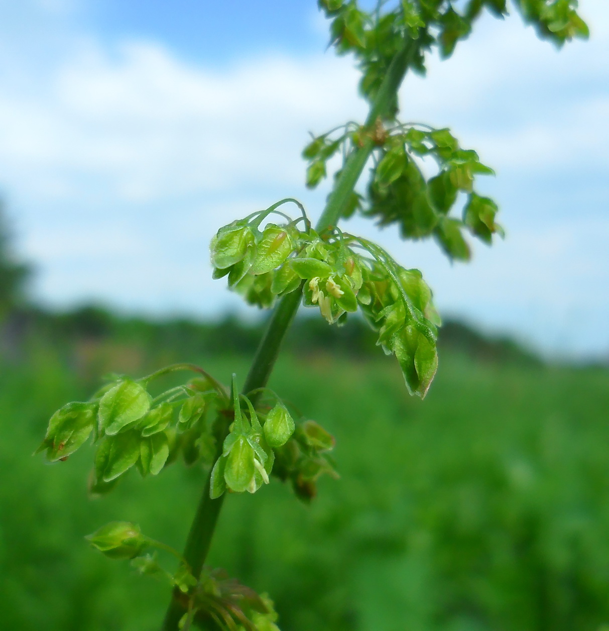 Изображение особи Rumex stenophyllus.