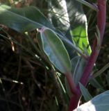 Oenothera macrocarpa