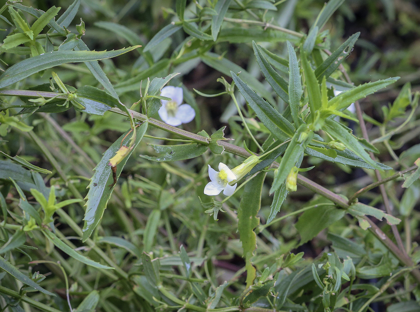 Изображение особи Gratiola officinalis.