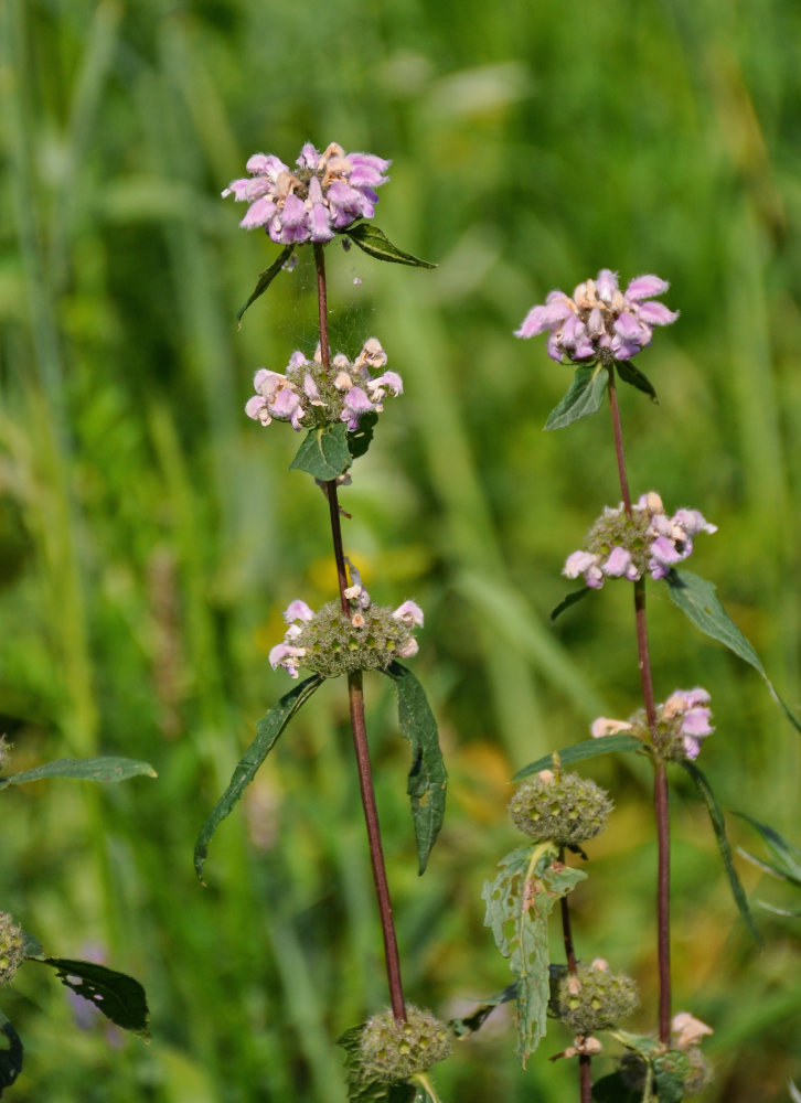 Image of Phlomoides tuberosa specimen.