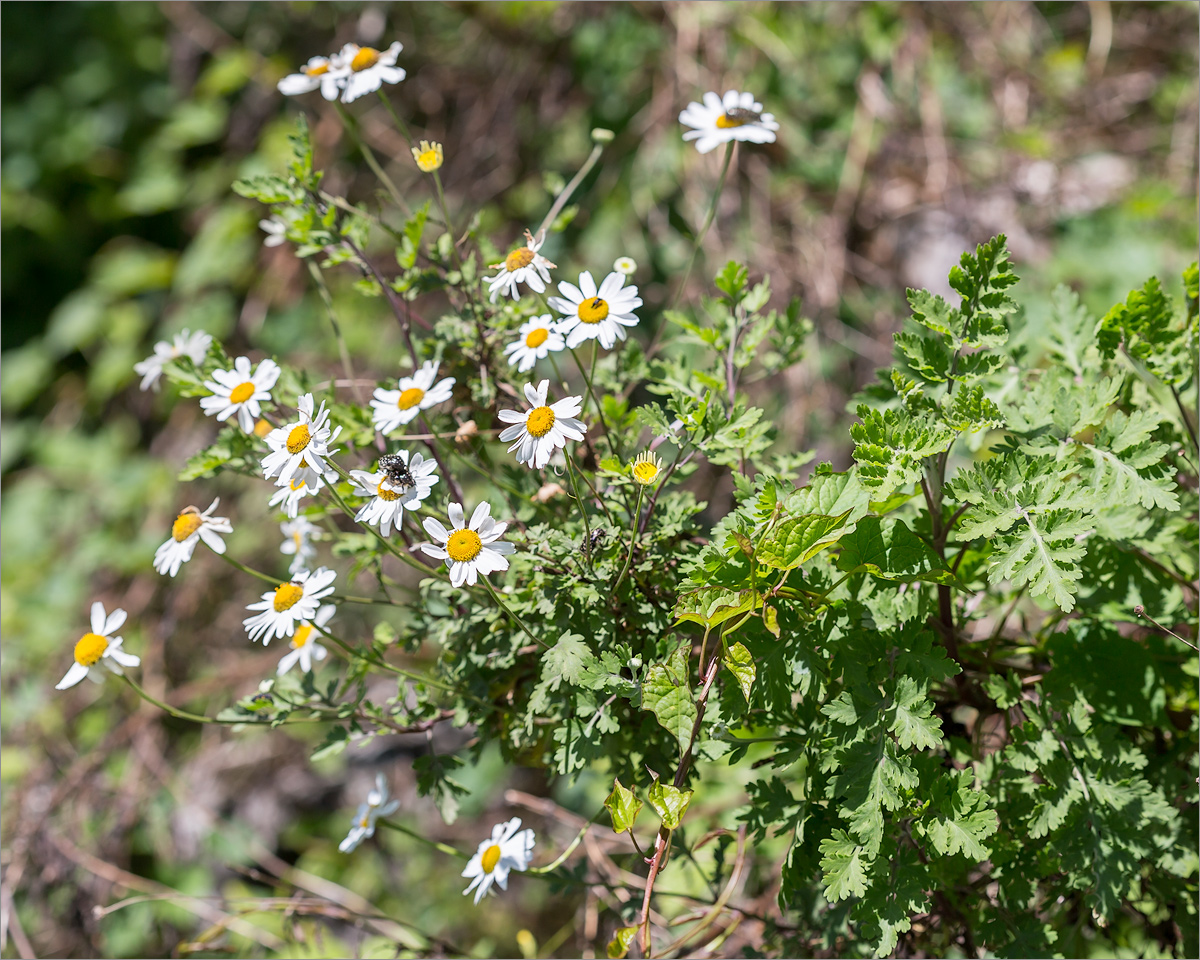 Image of Pyrethrum parthenifolium specimen.