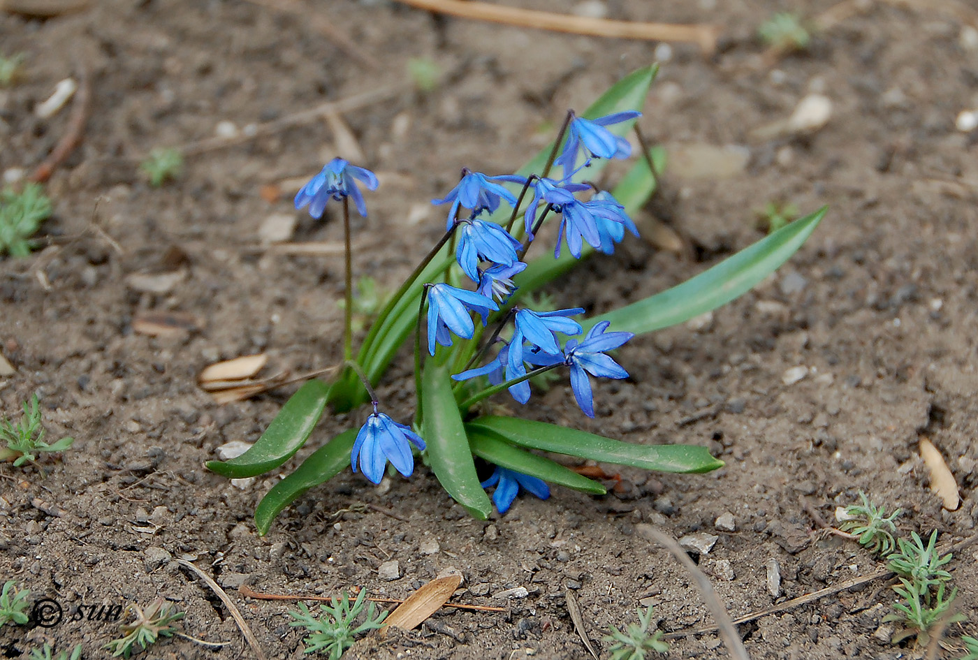 Изображение особи Scilla siberica.