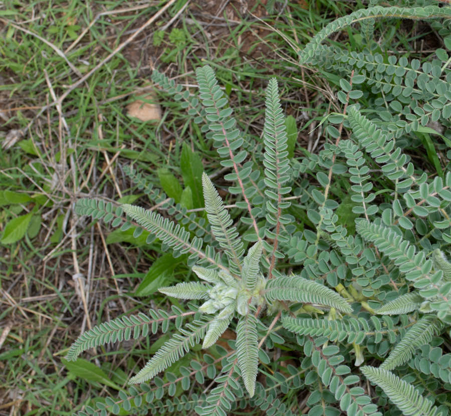 Image of Astragalus aleppicus specimen.