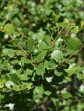 Betula rotundifolia