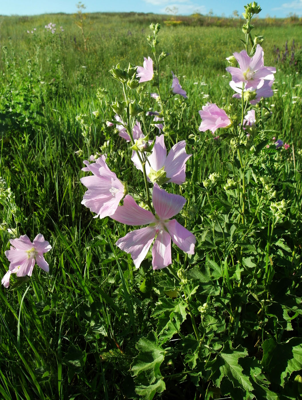 Image of Malva thuringiaca specimen.