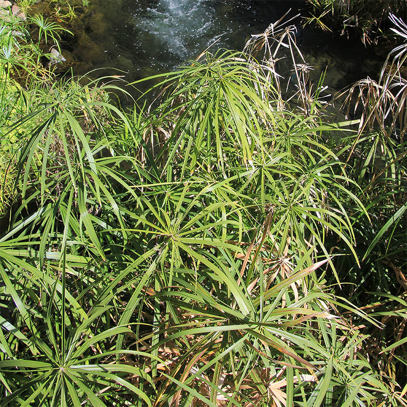 Изображение особи Cyperus alternifolius.