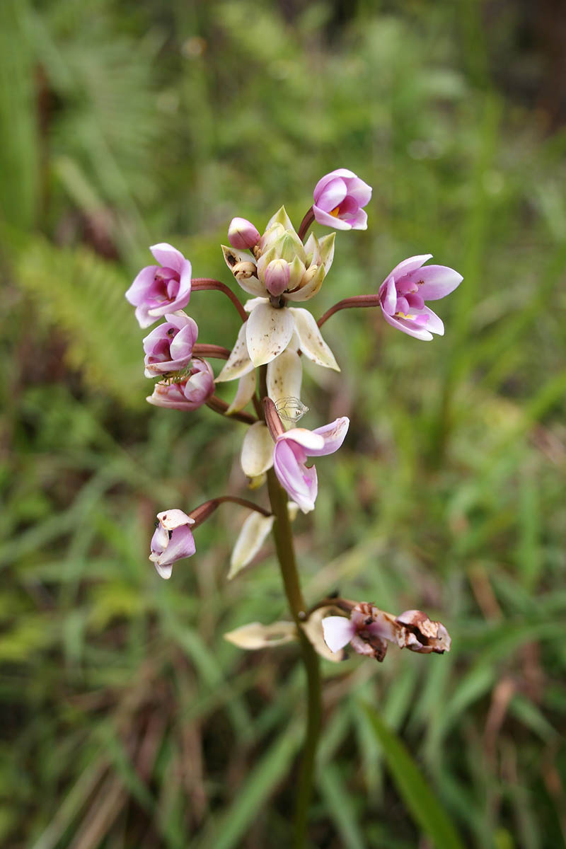 Image of familia Orchidaceae specimen.