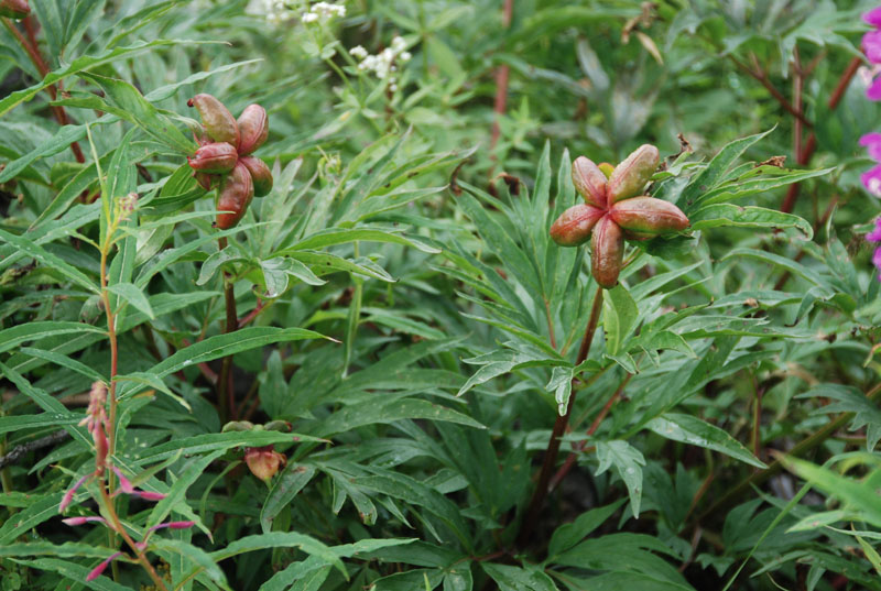 Image of Paeonia anomala specimen.