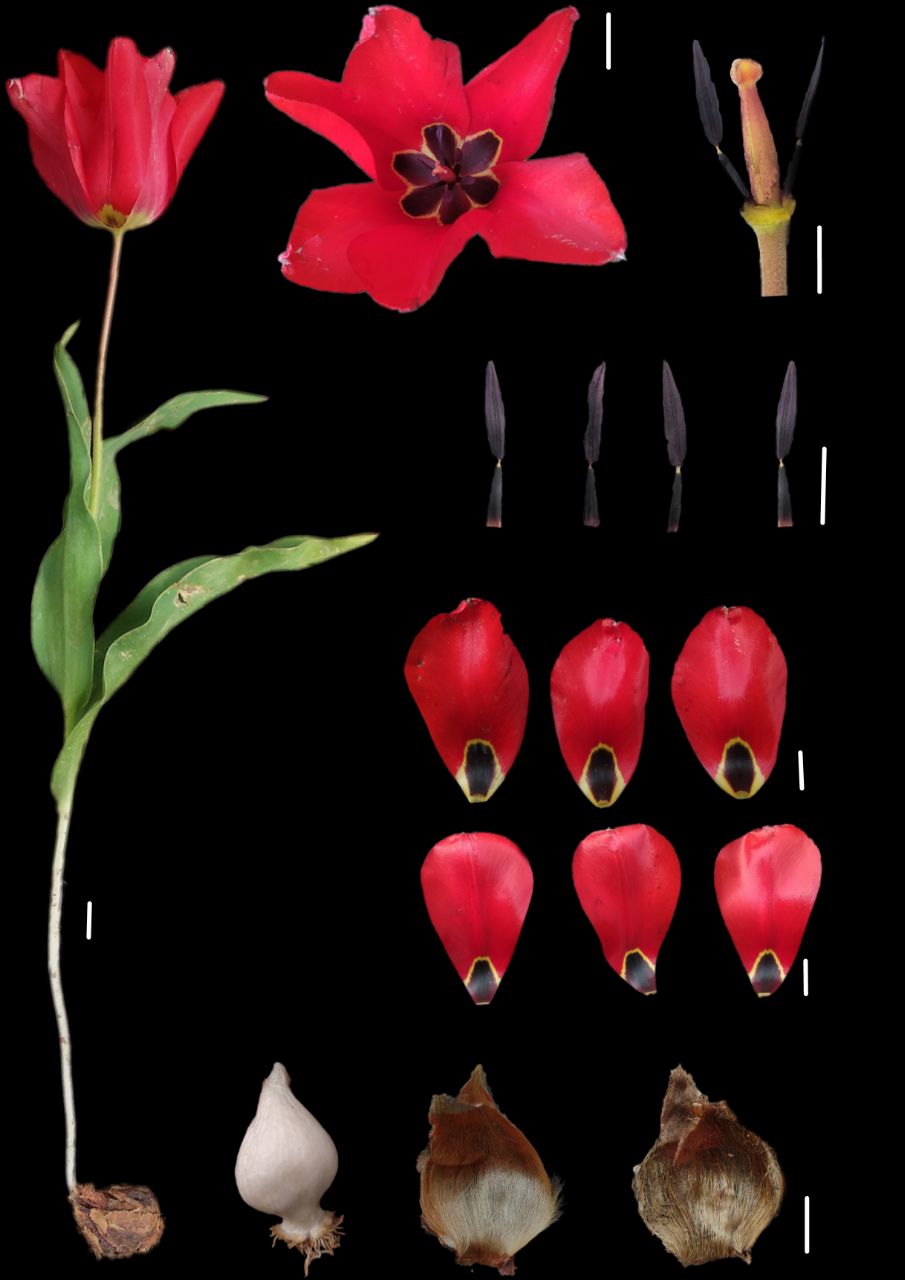 Изображение особи Tulipa lanata.