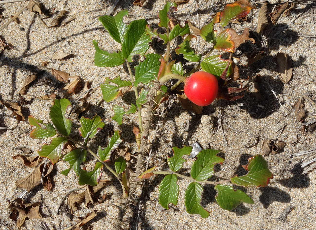 Image of Rosa rugosa specimen.