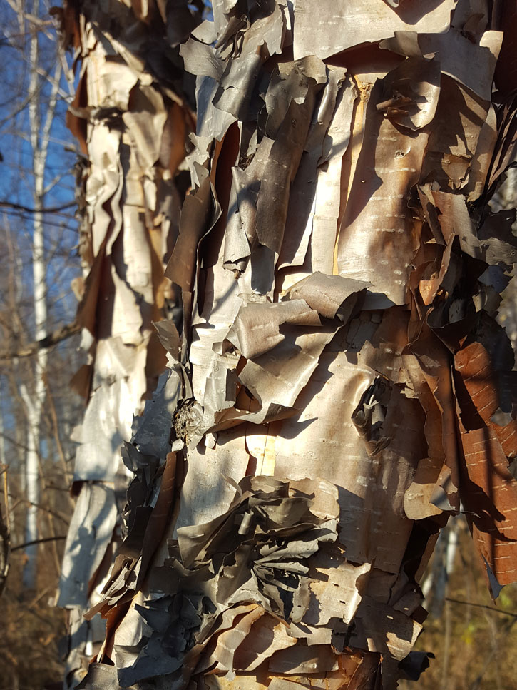 Image of Betula dauurica specimen.