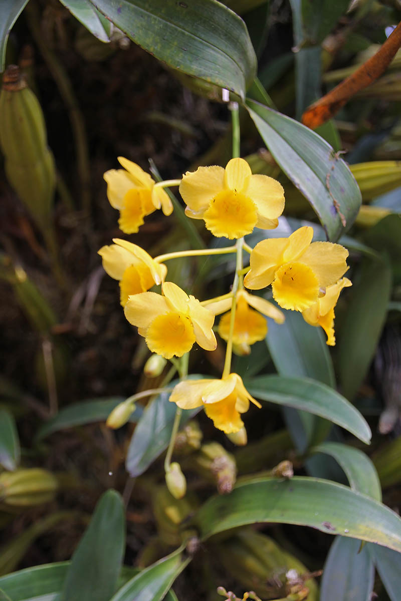 Image of Dendrobium chrysotoxum specimen.