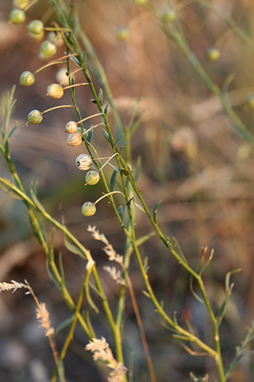 Image of genus Linum specimen.