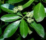 Euonymus japonicus. Цветущий побег. Крым, городской округ Ялта, пгт Гурзуф, санаторий \"Гурзуфский\", парк. Июль 2022 г.