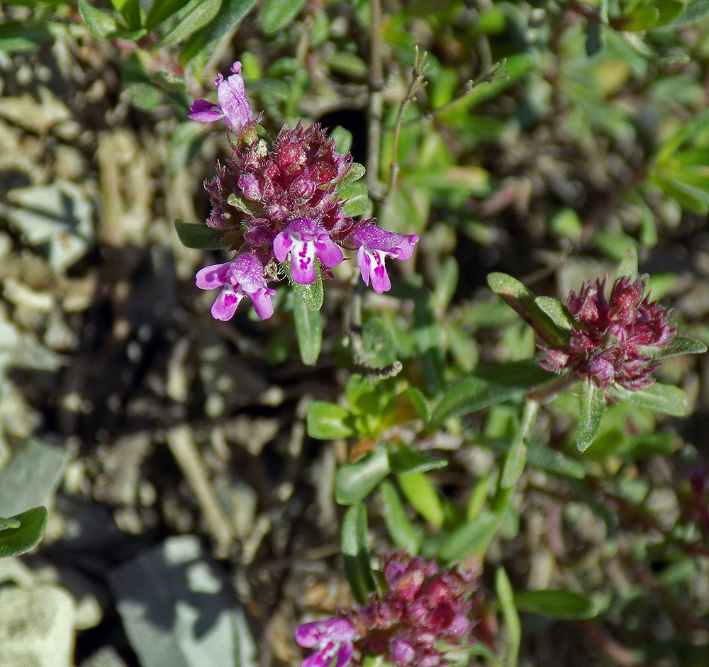 Изображение особи Thymus elenevskyi.