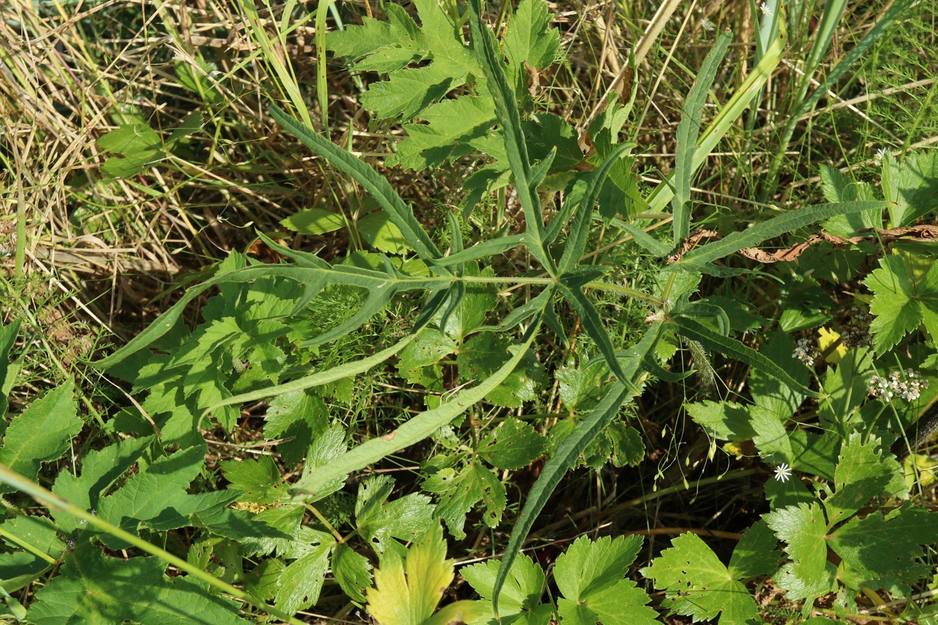 Image of Heracleum sibiricum specimen.