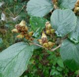 Fothergilla gardenii