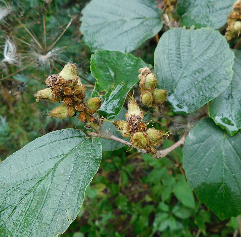 Image of Fothergilla gardenii specimen.