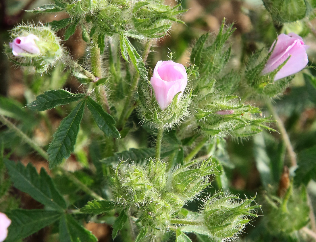 Image of Malva setigera specimen.