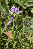 Polygala calcarea. Верхушка побега с соцветием. Испания, автономное сообщество Каталония, провинция Жирона, комарка Рипольес, муниципалитет Мольо, окр. перевала Коль-де-Арес (1513 м н.у.м), склон западной экспозиции, высокотравное сообщество на опушке смешанного леса. 08.06.2021.