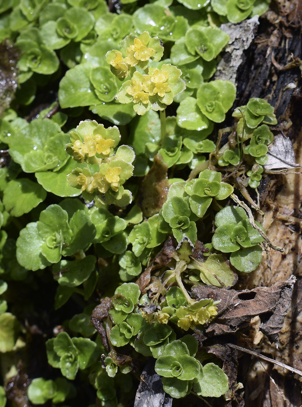 Image of Chrysosplenium oppositifolium specimen.