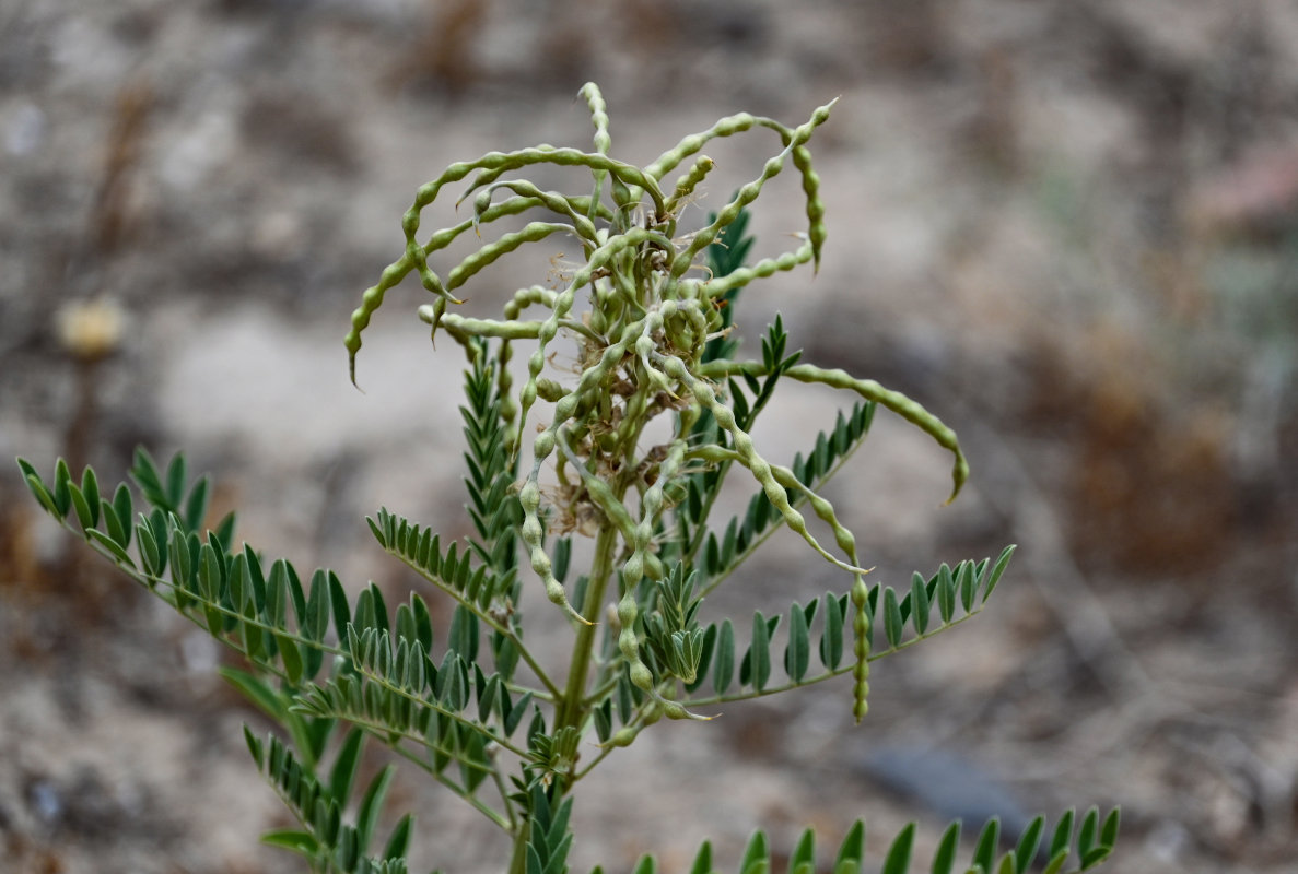 Изображение особи Pseudosophora alopecuroides.