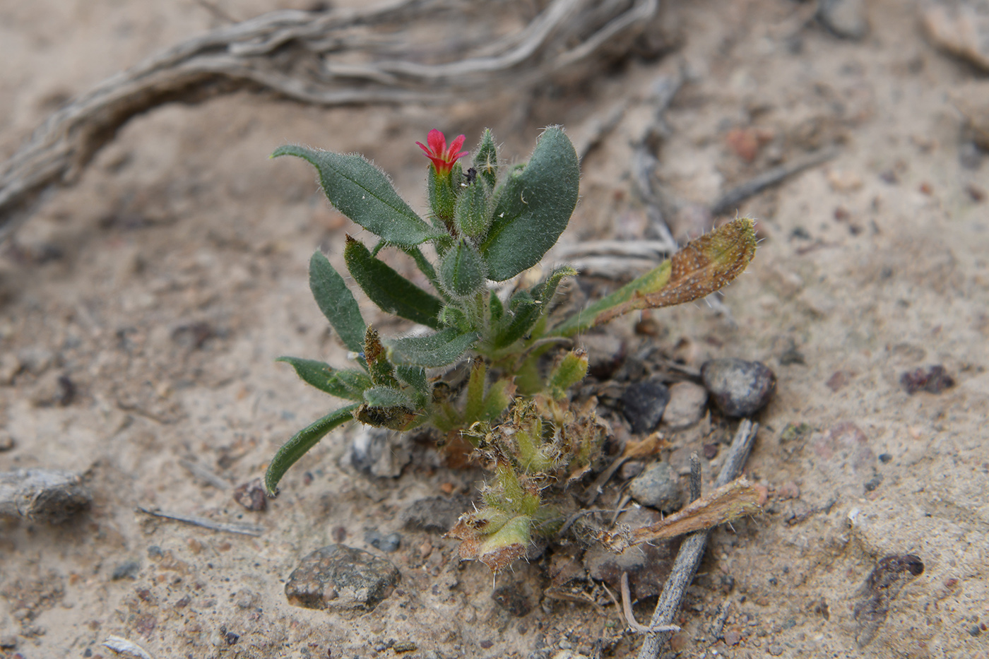 Image of Nonea caspica specimen.