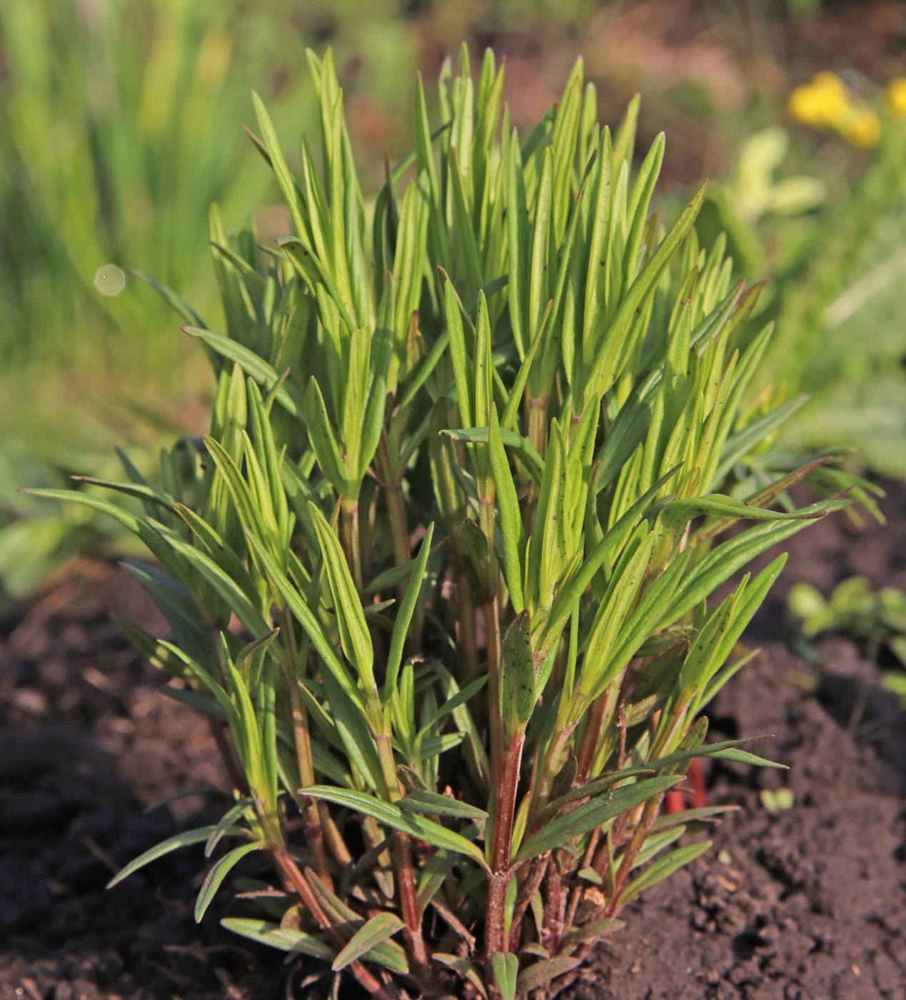 Изображение особи Dracocephalum ruyschiana.