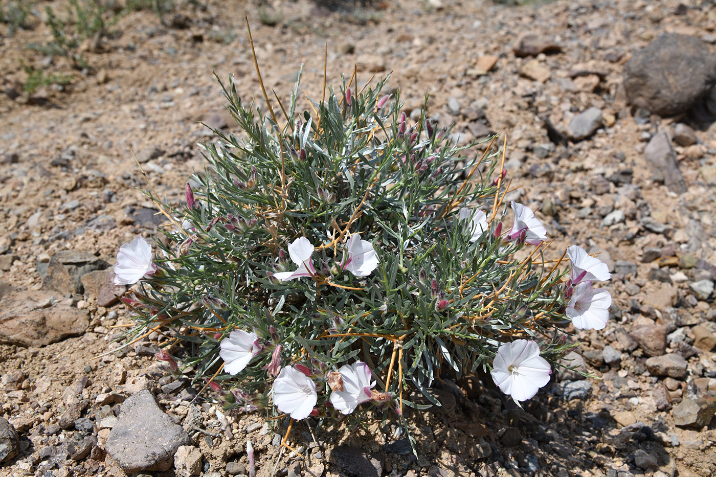 Изображение особи Convolvulus tragacanthoides.