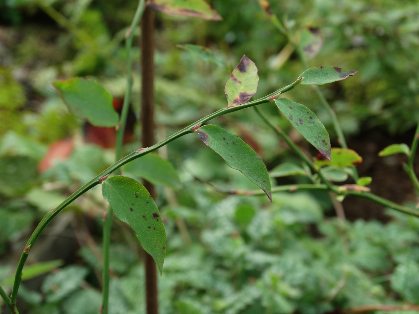 Image of Vaccinium parvifolium specimen.