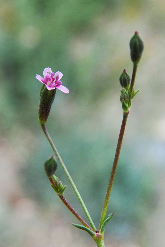 Image of Saponaria griffithiana specimen.