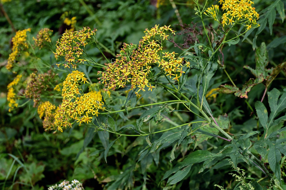 Image of Senecio cannabifolius specimen.