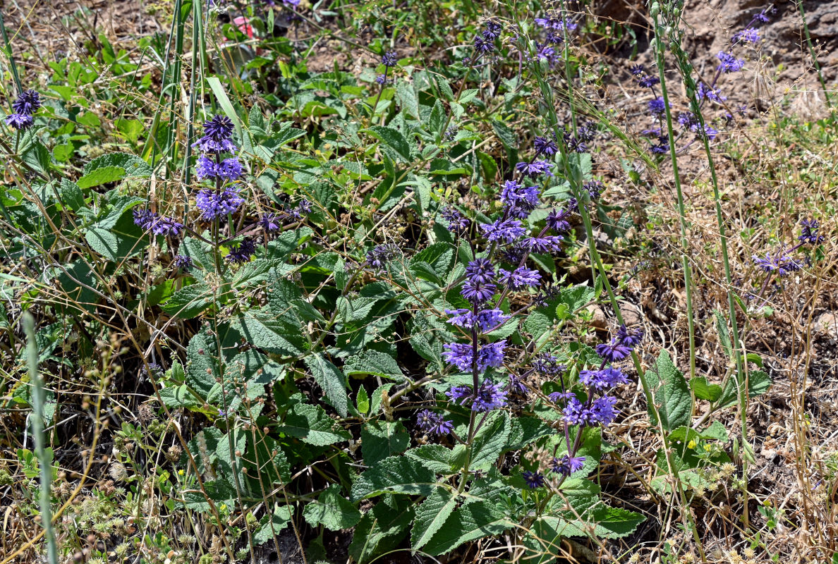 Image of Salvia verticillata specimen.